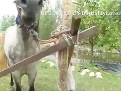 Petting horse