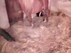 Bonito culo para el can