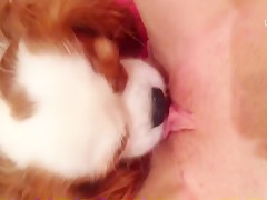 puppy lick 18 years pussy
