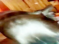 My friend's dog licks me